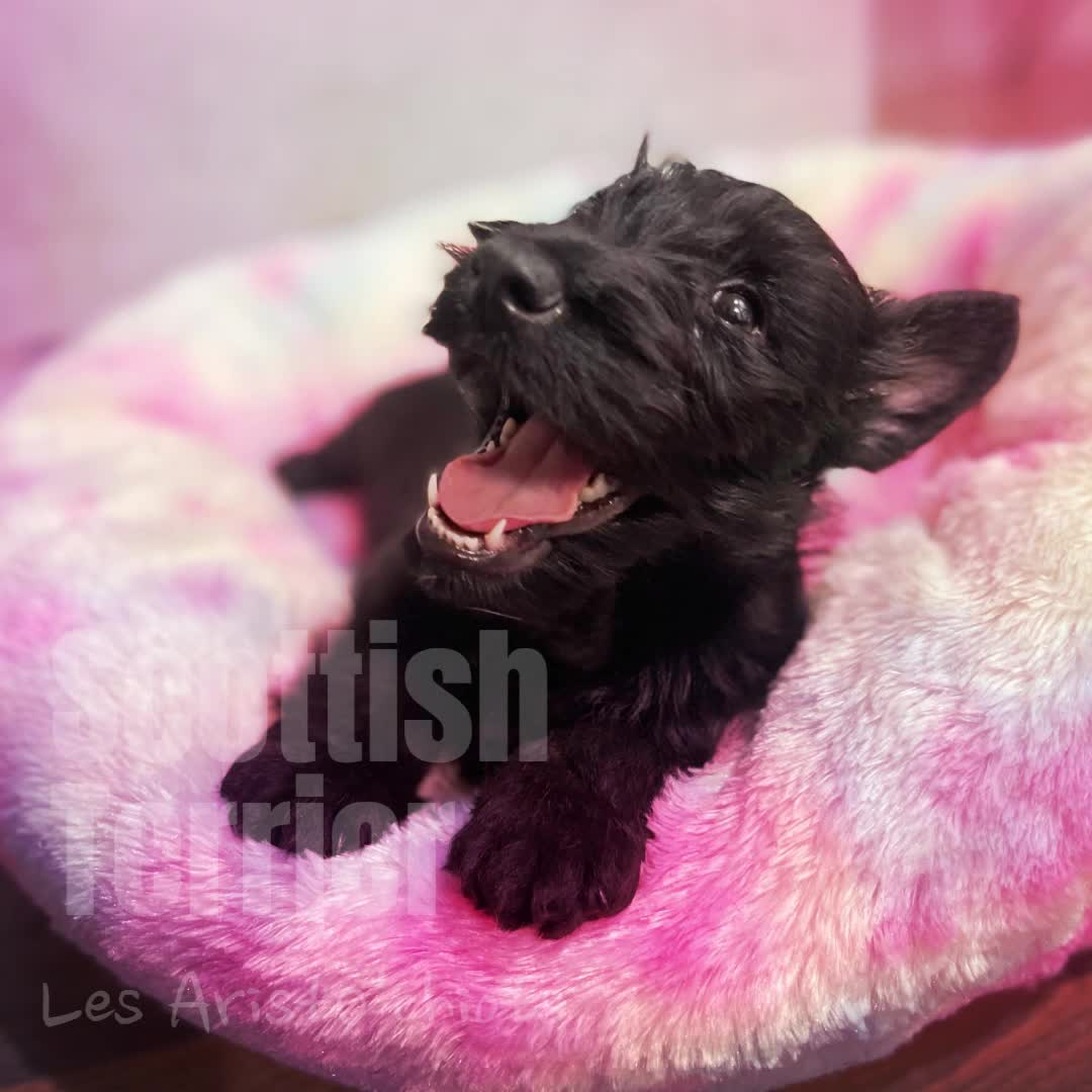 LE SCOTTISH TERRIER