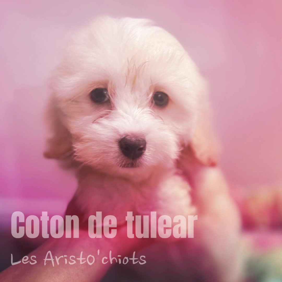 COTON DE TULEAR