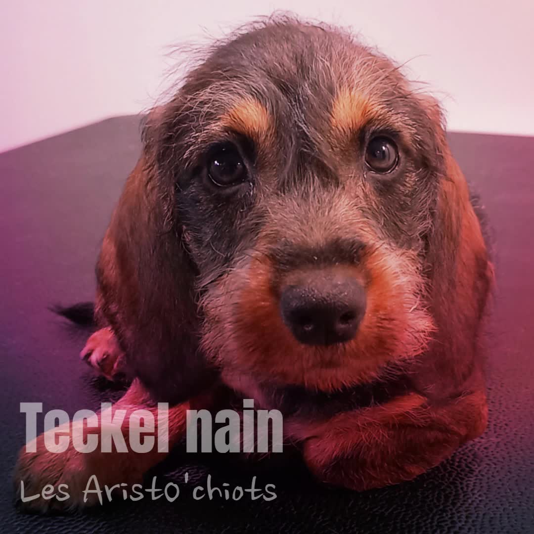 TECKEL A POILS DURS NAIN ET STANDARD
