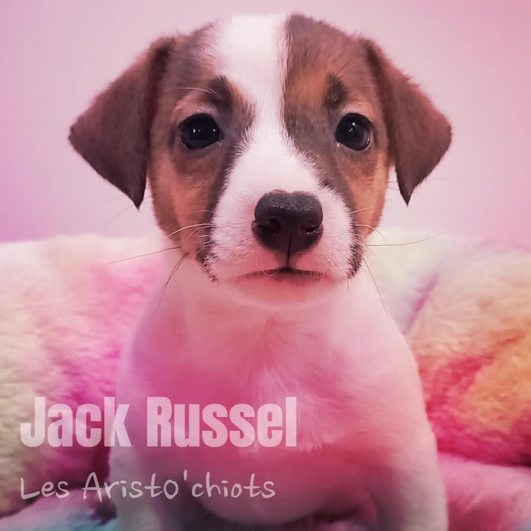 LE JACK RUSSEL TERRIER