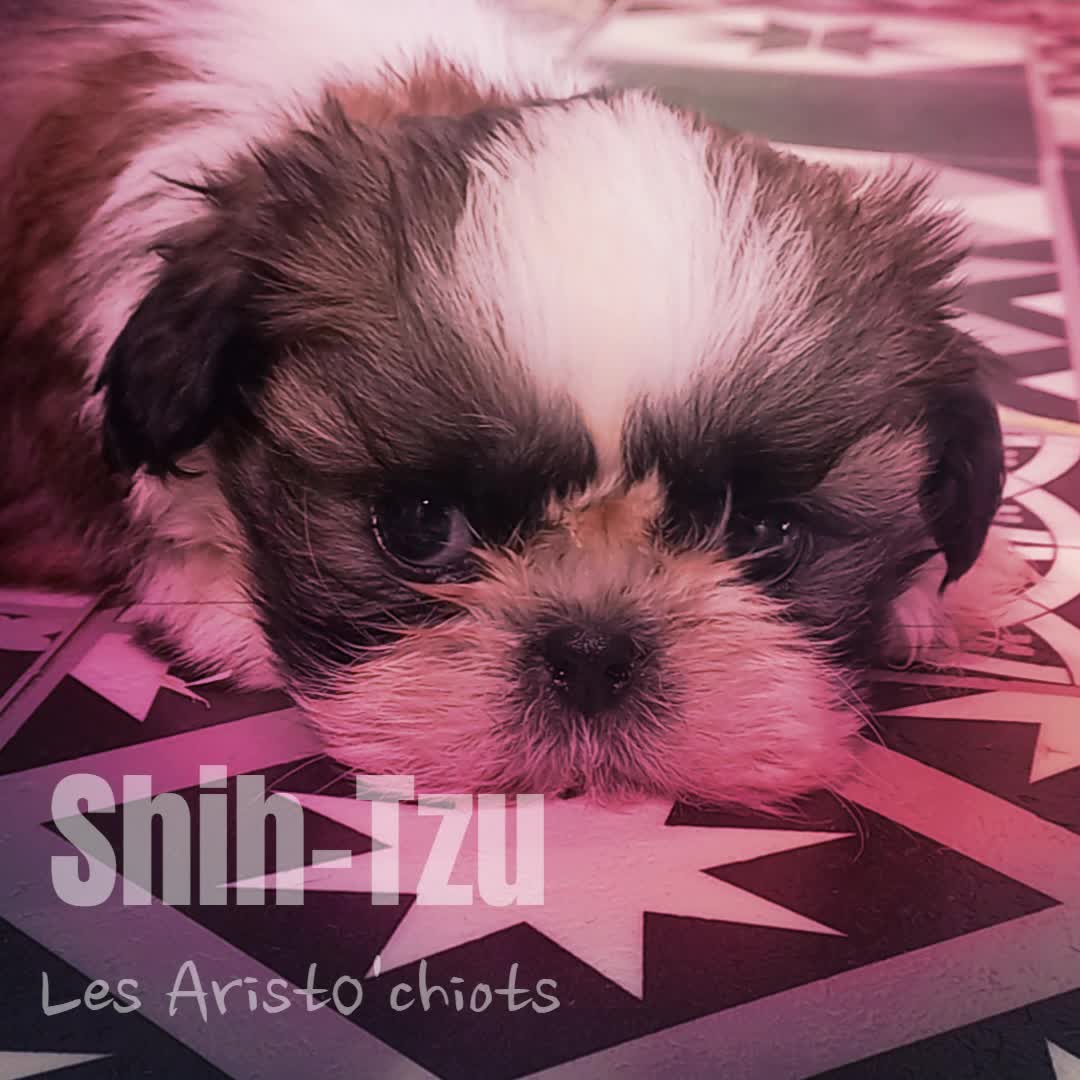 LE SHIH TZU 