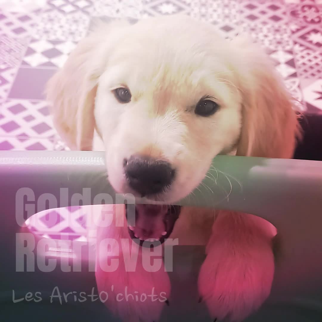 LE GOLDEN RETRIEVER