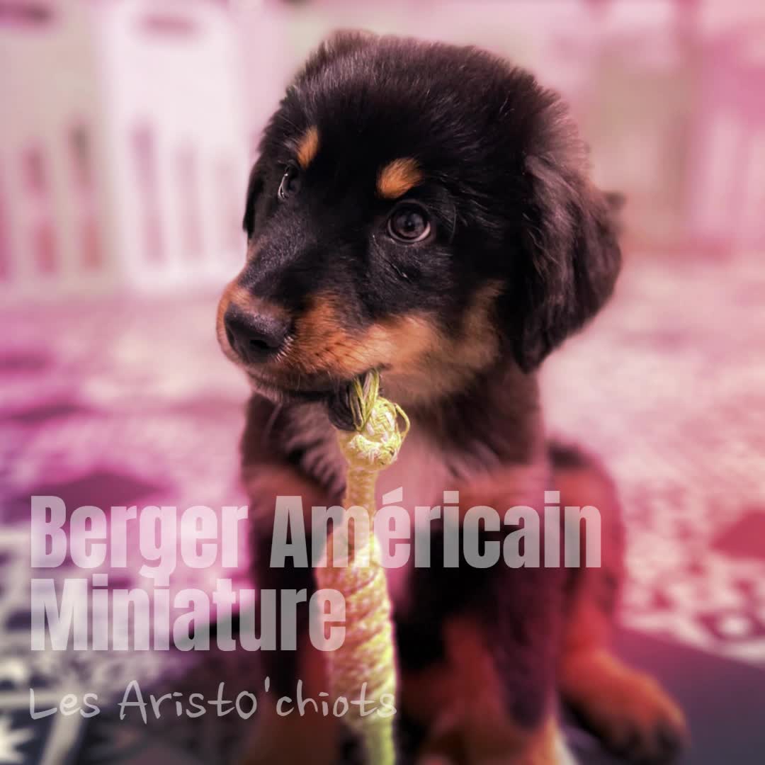 LE BERGER AMERICAIN MINIATURE