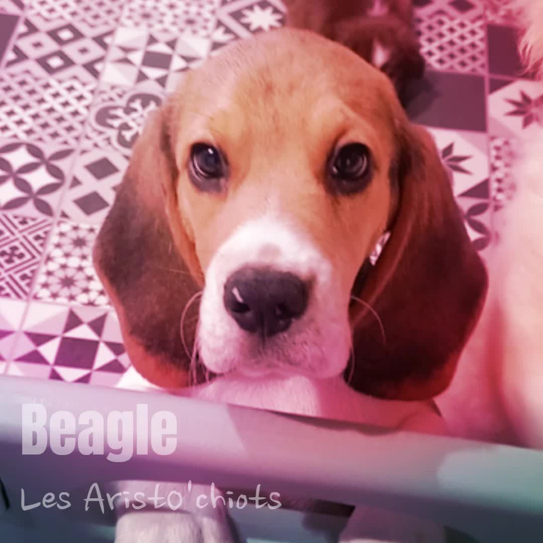 BEAGLE