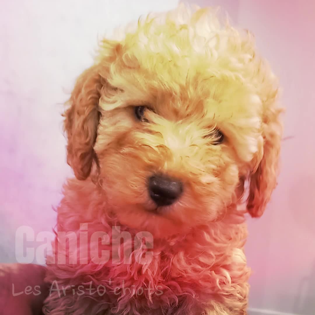  LE CANICHE NAIN