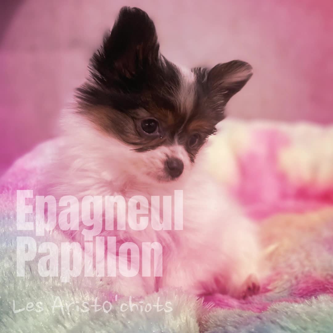 •	EPAGNEUL NAIN CONTINENTAL (PAPILLON)