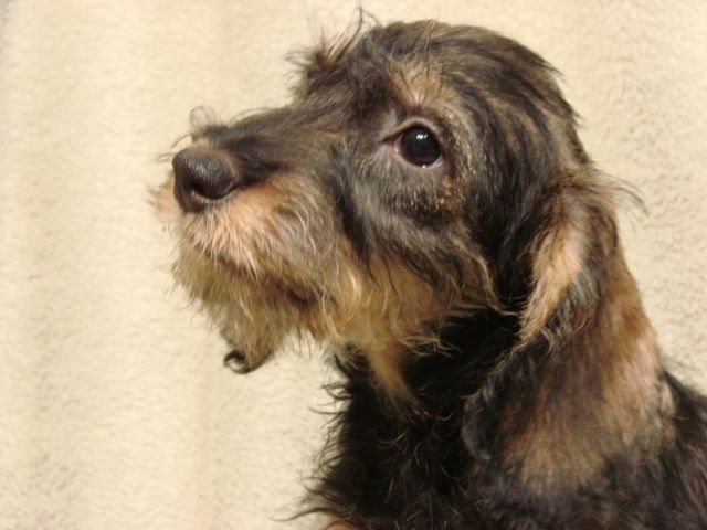 TECKEL A POILS DURS NAIN ET STANDARD