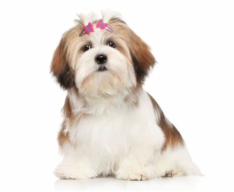 LHASSA APSO