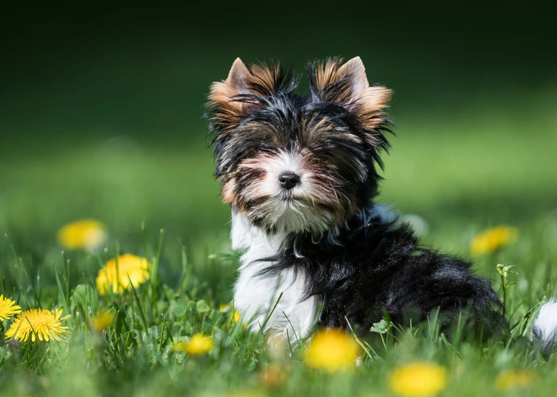 YORKSHIRE BIEWER & TERRIER