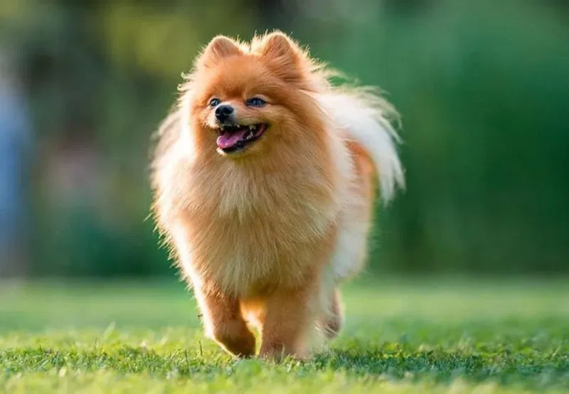 LE SPITZ NAIN et PETIT