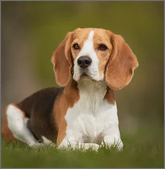 LE BEAGLE