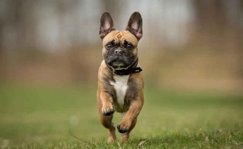 LE BOULEDOGUE FRANCAIS