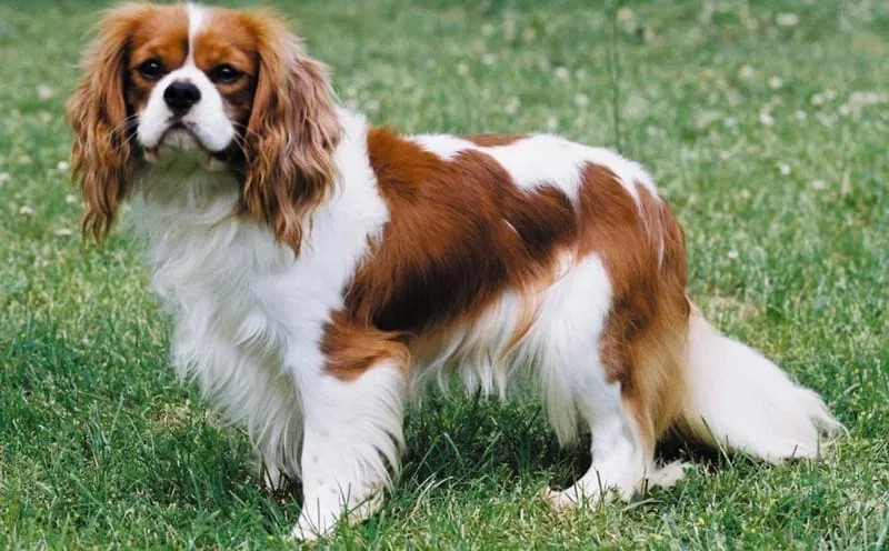 LE CAVALIER KING CHARLES