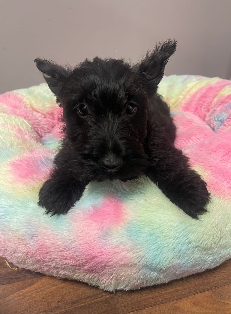 AZOT mâle né le :21/06/2026 ( LOF)