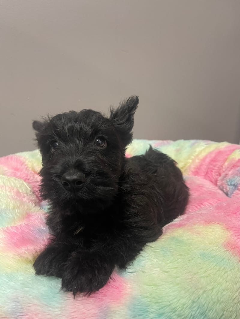 AZOT mâle né le :21/06/2026 ( LOF)