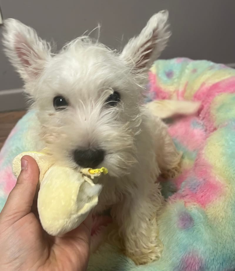 Adamo mâle né le :06/06/2025 (Parents LOF)