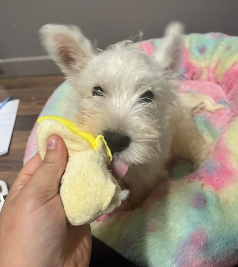 Adamo mâle né le :06/06/2025 (Parents LOF)