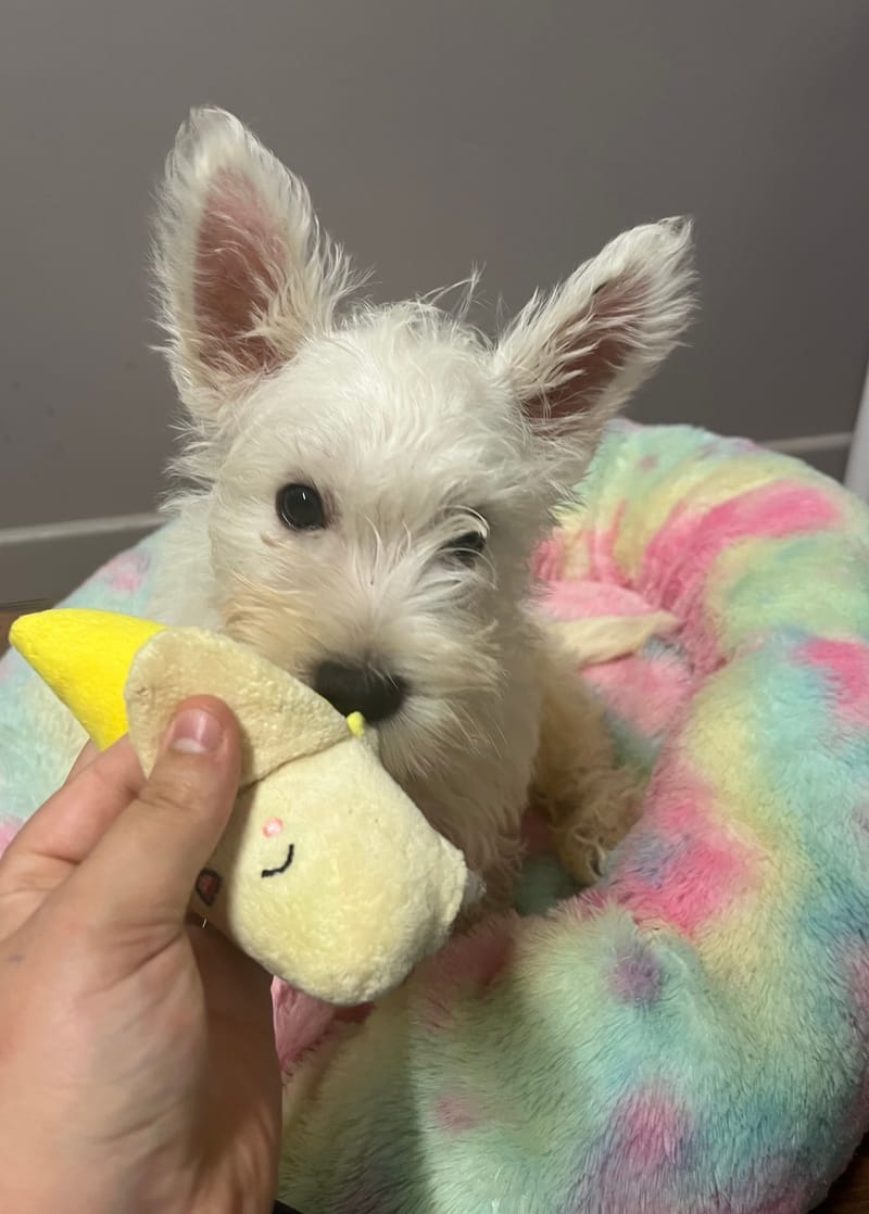 Adamo mâle né le :06/06/2025 (Parents LOF)