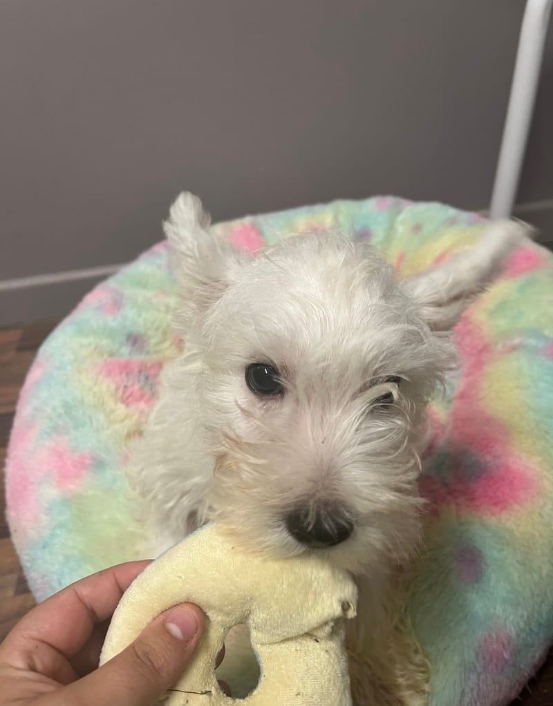 Adamo mâle né le :06/06/2025 (Parents LOF)