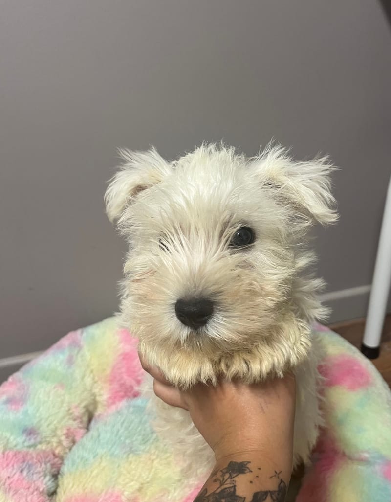 Aston mâle né le :06/06/2025 (Parents LOF)