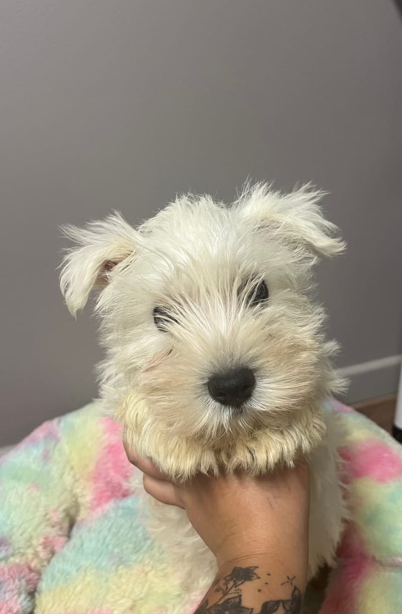 Aston mâle né le :06/06/2025 (Parents LOF)