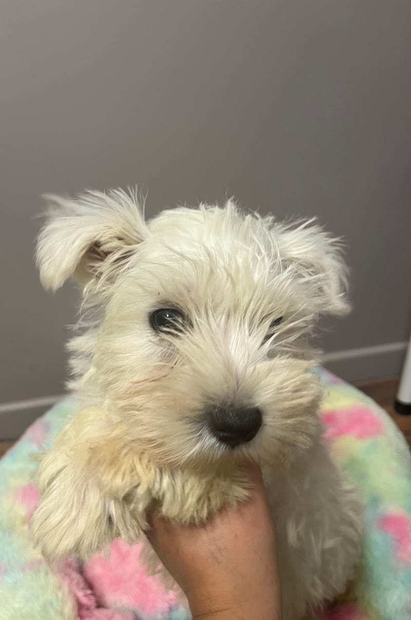 Aston mâle né le :06/06/2025 (Parents LOF)