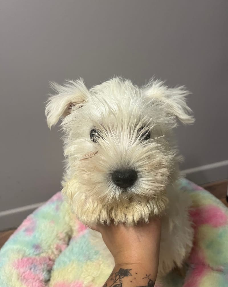 Aston mâle né le :06/06/2025 (Parents LOF)