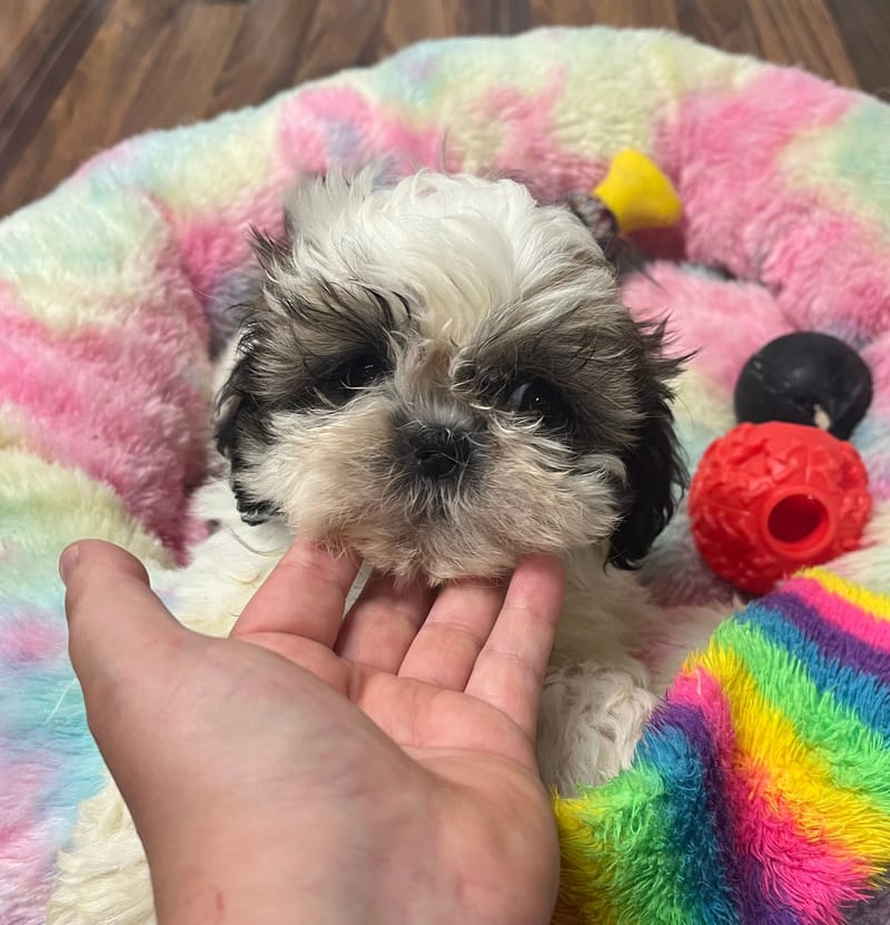 Aneth Femelle née le : 22/06/2025 (LOF)