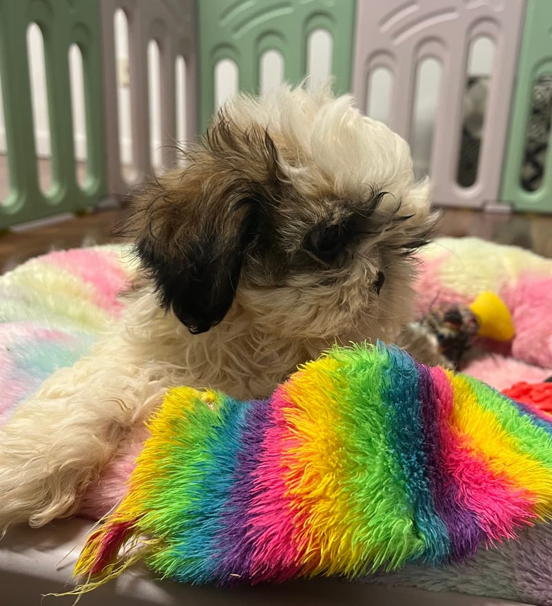 Aneth Femelle née le : 22/06/2025 (LOF)