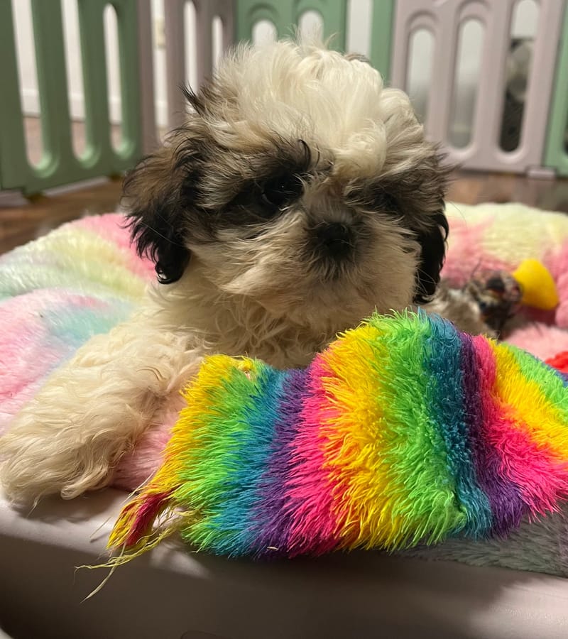 Aneth Femelle née le : 22/06/2025 (LOF)