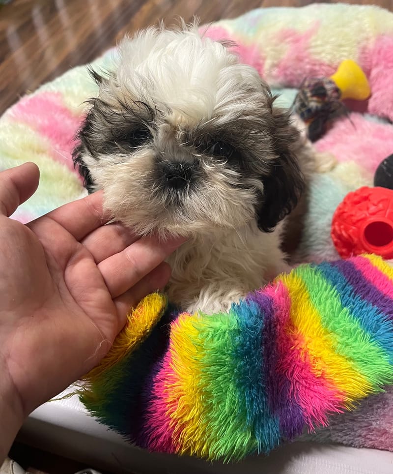 Aneth Femelle née le : 22/06/2025 (LOF)