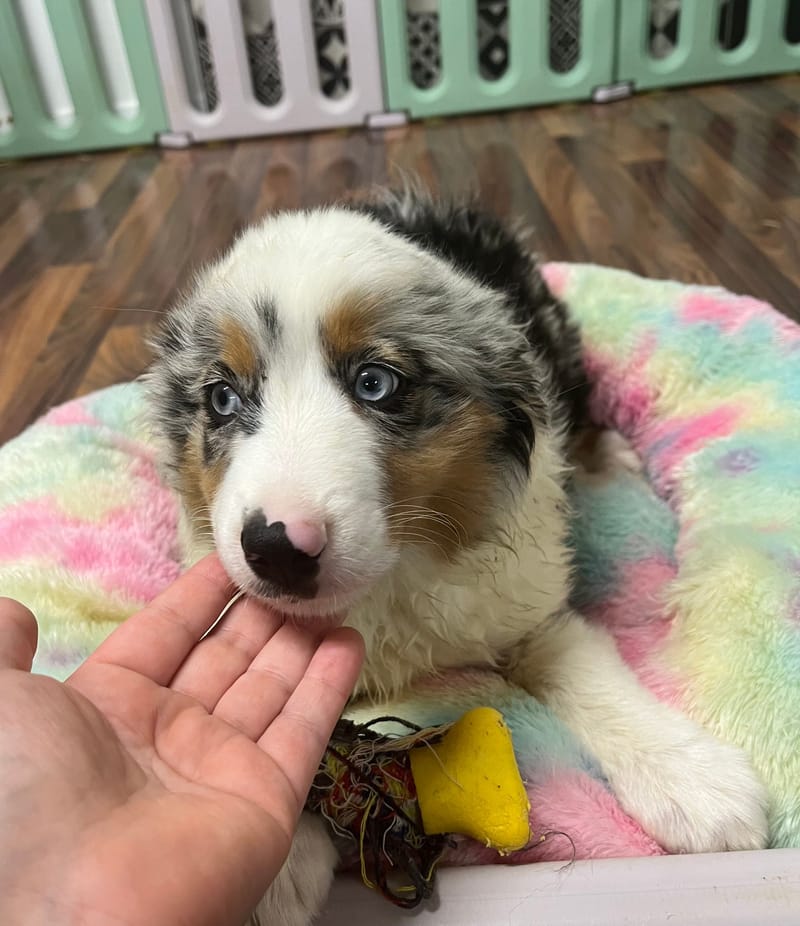 Azot mâle né le : 05/07/2025 (Parents LOF)