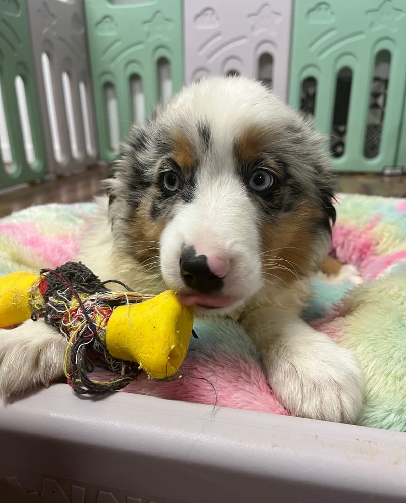 Azot mâle né le : 05/07/2025 (Parents LOF)