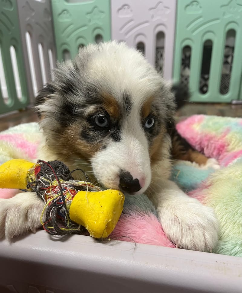 Azot mâle né le : 05/07/2025 (Parents LOF)