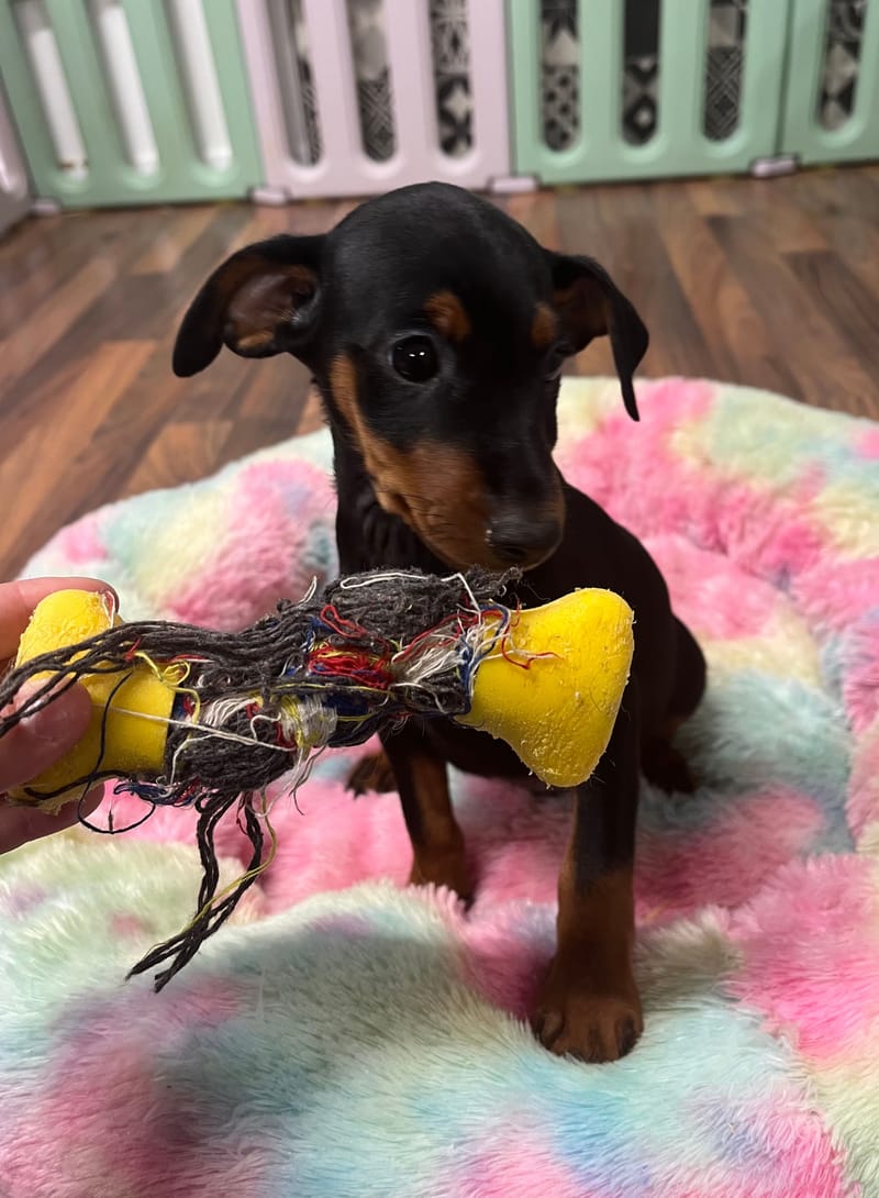 Aston mâle né le :15/07/2025 (Parents LOF)