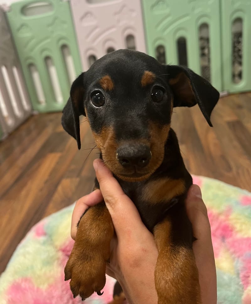 Aston mâle né le :15/07/2025 (Parents LOF)