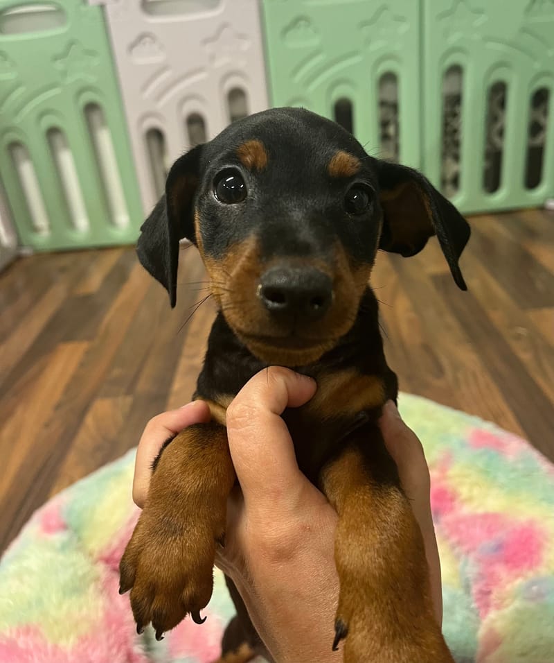 Aston mâle né le :15/07/2025 (Parents LOF)