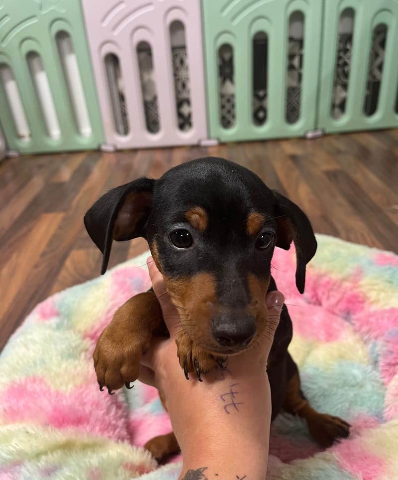 Artus mâle né le : 15/07/2025 (Parents LOF)