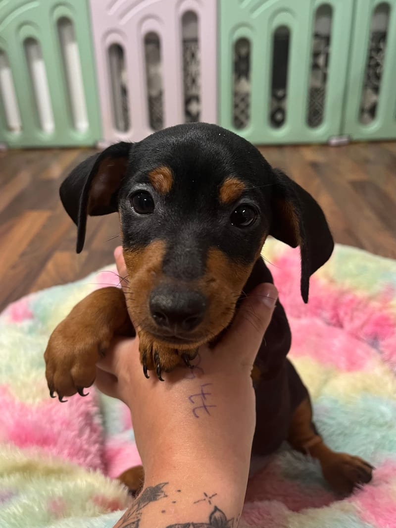 Artus mâle né le : 15/07/2025 (Parents LOF)