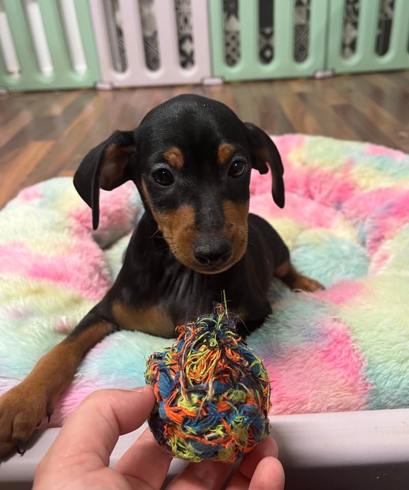 Artus mâle né le : 15/07/2025 (Parents LOF)