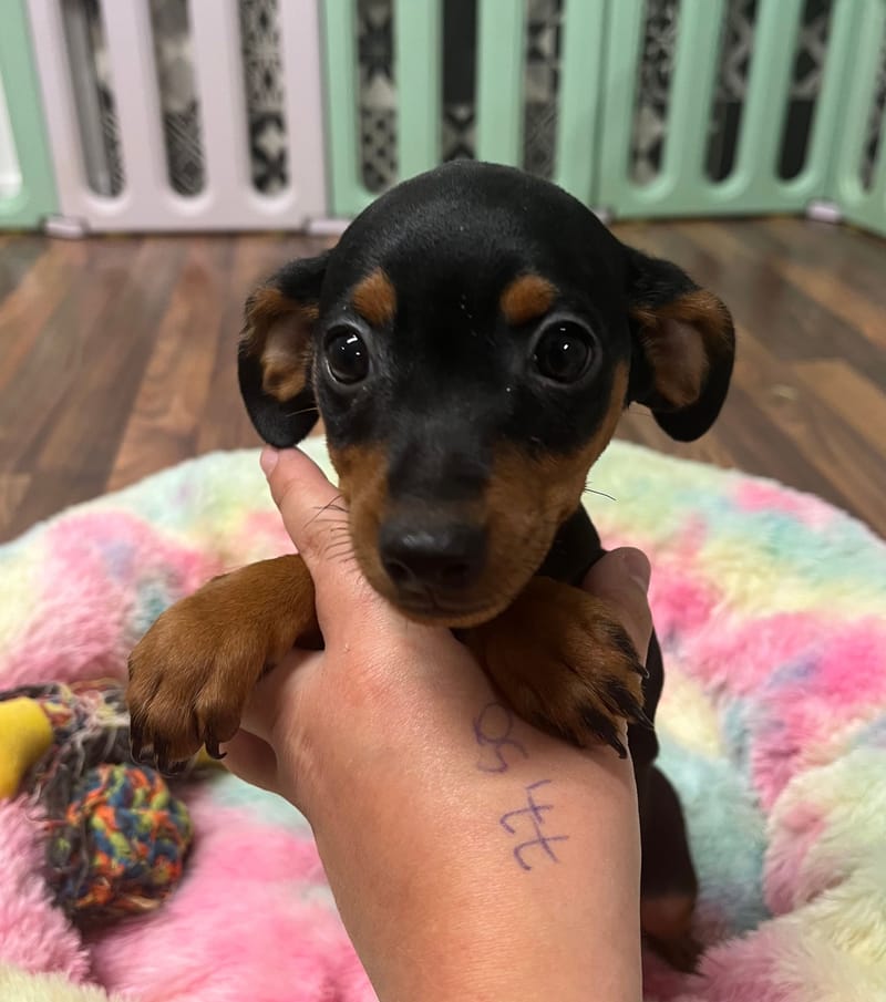 Agua femelle née le : 15/07/2025 (Parents LOF)