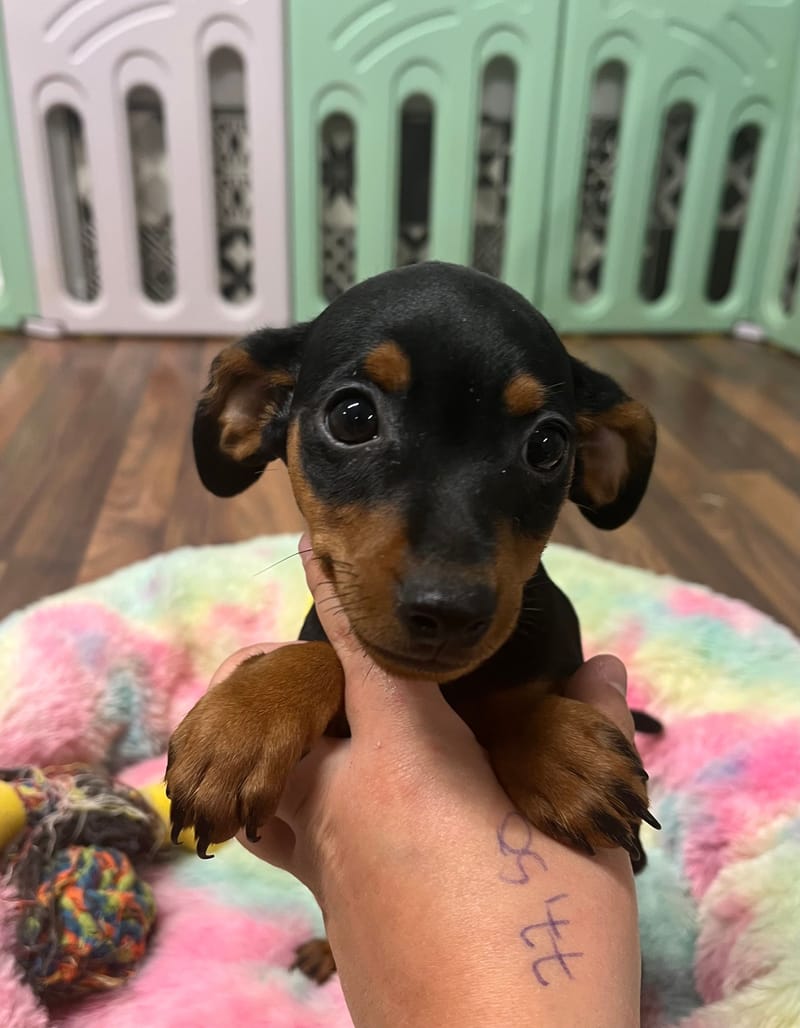 Agua femelle née le : 15/07/2025 (Parents LOF)