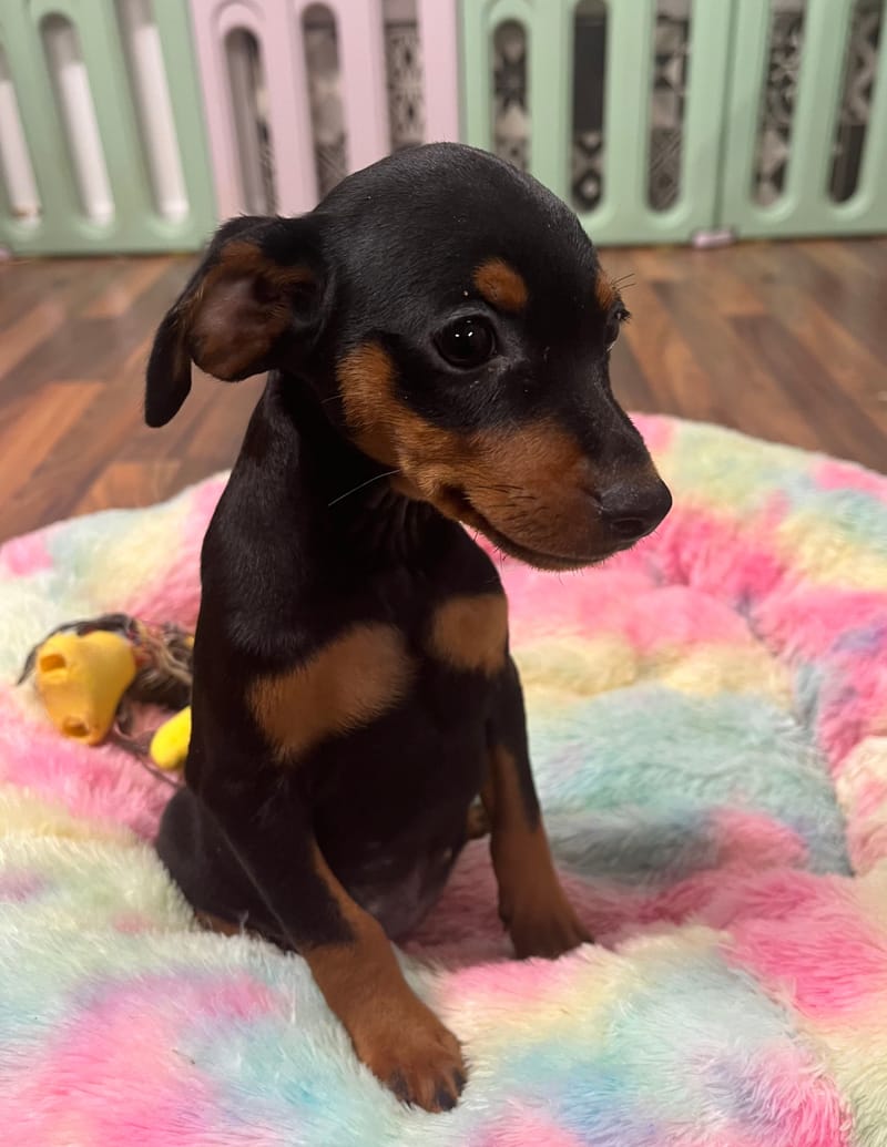 Agua femelle née le : 15/07/2025 (Parents LOF)