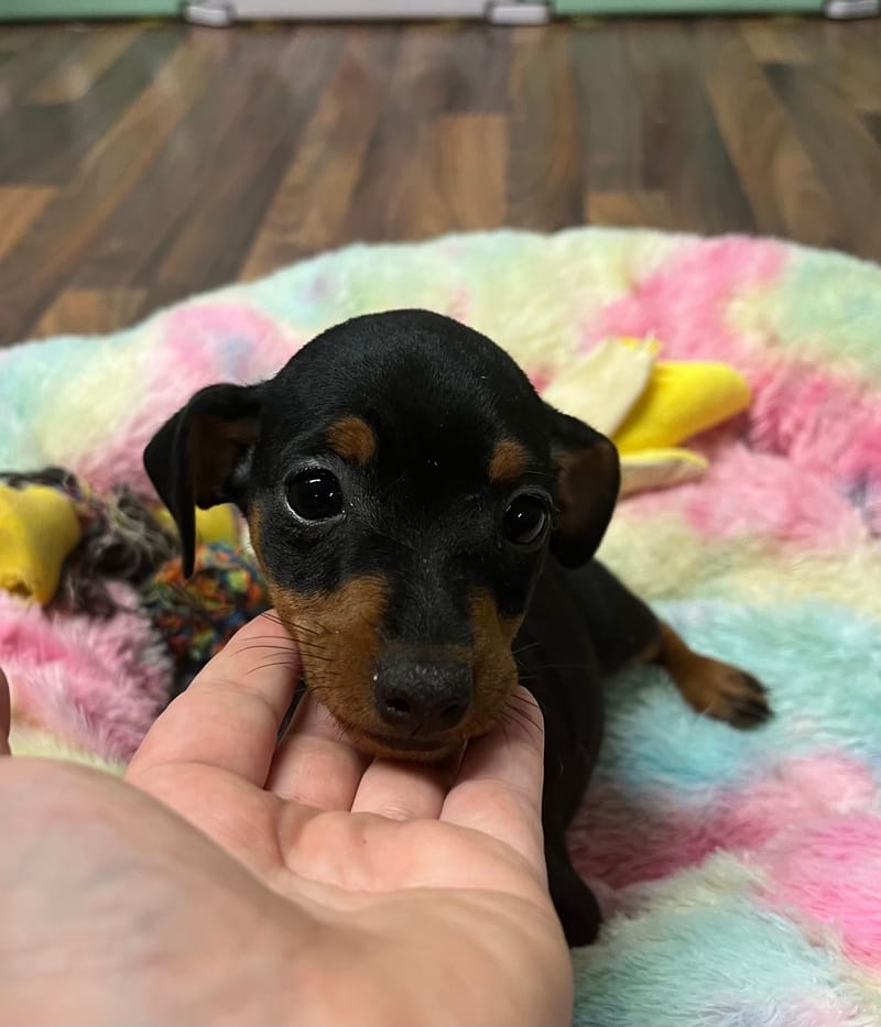 Anis femelle née le :15/07/2025 (Parents LOF)