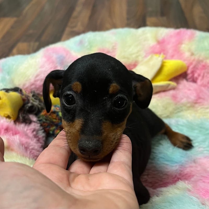 Anis femelle née le :15/07/2025 (Parents LOF)