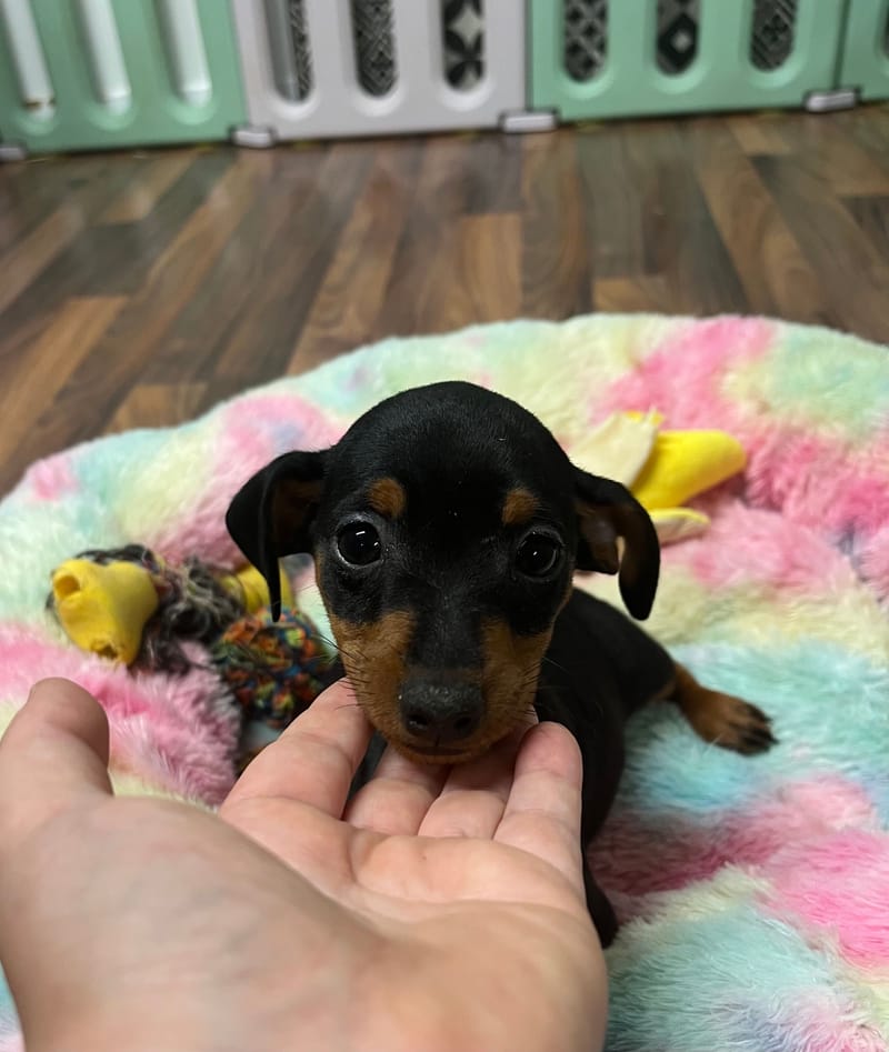 Anis femelle née le :15/07/2025 (Parents LOF)