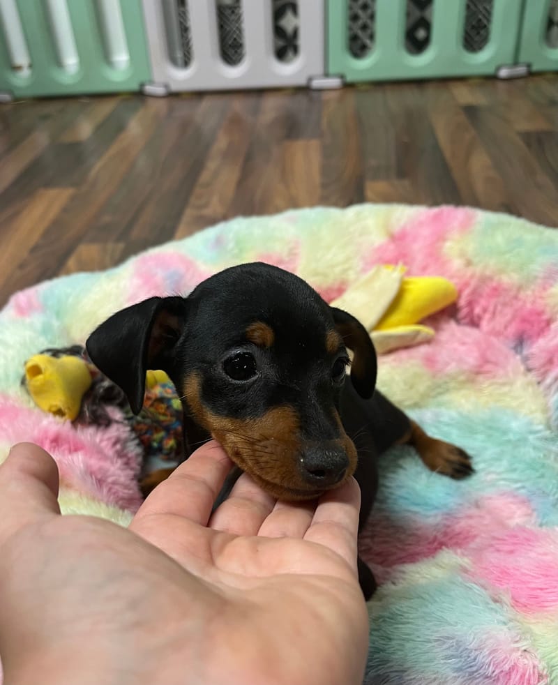 Anis femelle née le :15/07/2025 (Parents LOF)