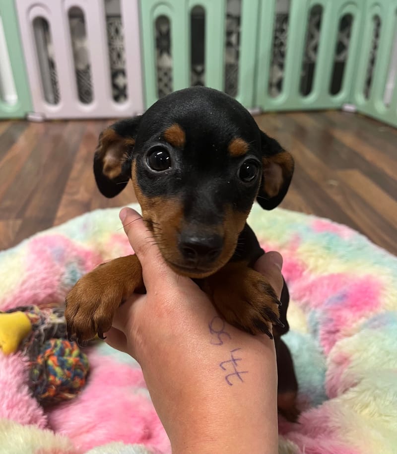 Agua femelle née le : 15/07/2025 (Parents LOF)