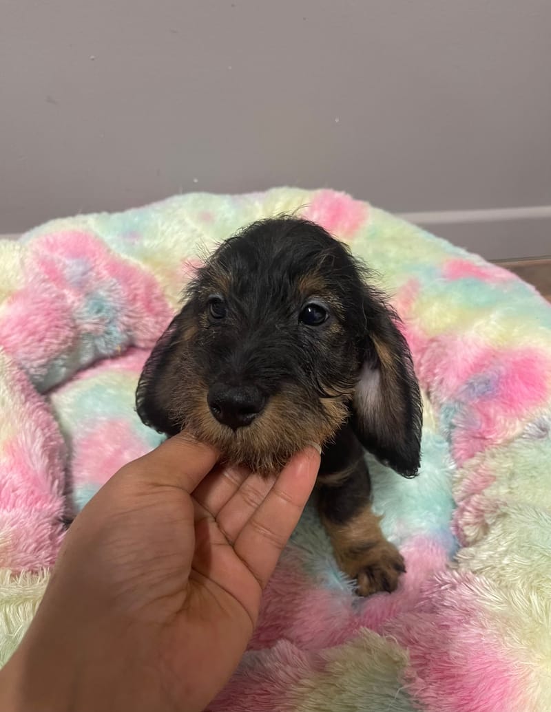 Anis mâle né le :17/07/2025 (Parents LOF)