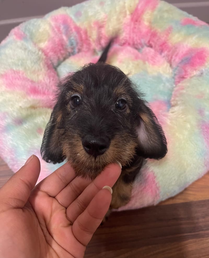 Anis mâle né le :17/07/2025 (Parents LOF)